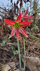 (c) Frank Dietze, some rights reserved (CC BY) Hippeastrum machupijchense, photograph (c) Frank Dietze, some rights reserved (CC BY)