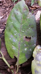 Peponidium