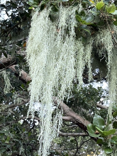 lace lichen