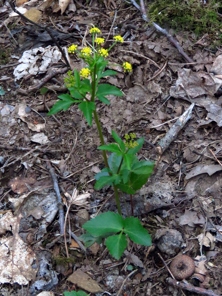meadow Alexanders