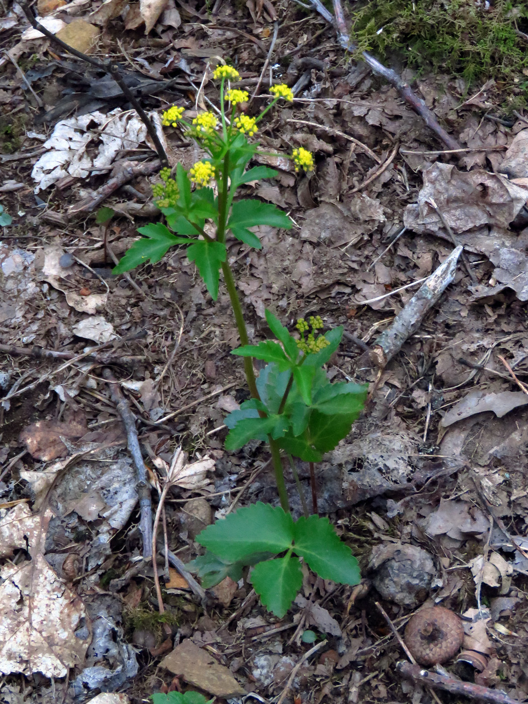 Zizia trifoliata