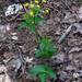 Zizia trifoliata - Photo (c) Annkatrin Rose, algunos derechos reservados (CC BY-NC), subido por Annkatrin Rose