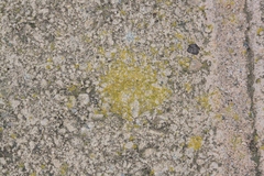 Flavoplaca citrina