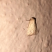 Noctuoidea