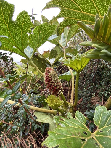 Gunnera bracteata observed 2023-08-07