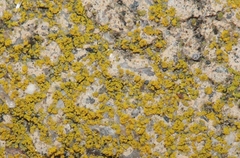 Flavoplaca citrina