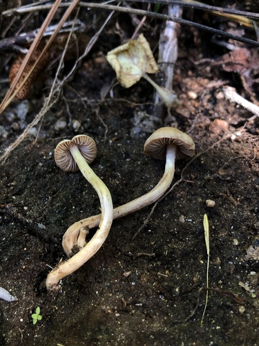 Hebeloma excedens