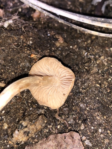 Hebeloma excedens (Photo 2 of 3)