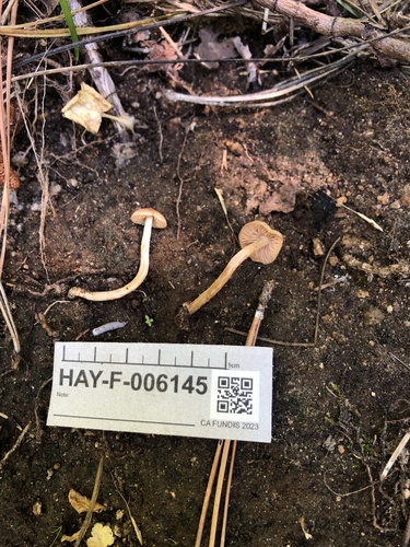 Hebeloma excedens (Photo 3 of 3)