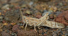 Schistocerca gregaria