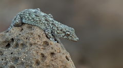 Tarentola delalandii