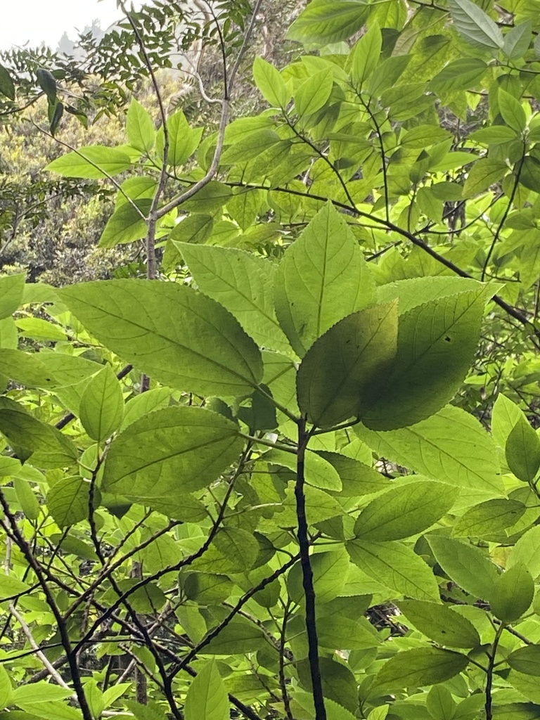 Boehmeria excelsa
