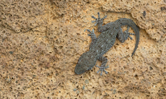 Tarentola delalandii