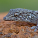 Tenerife Wall Gecko - Photo (c) Paul Cools, some rights reserved (CC BY-NC), uploaded by Paul Cools