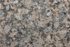 Myriolecis crenulata