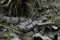 Boa constrictor constrictor
