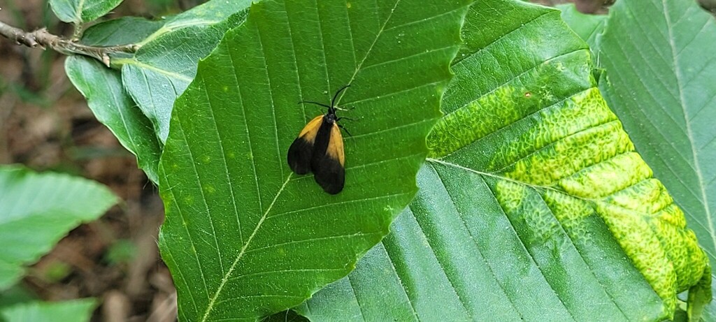 Orange-patched Smoky Moth from Savage, MD, USA on June 8, 2023 at 01:24 ...