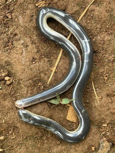 Müller's Blind Snake