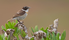Saxicola dacotiae