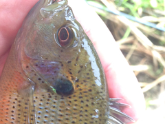 Lepomis punctatus