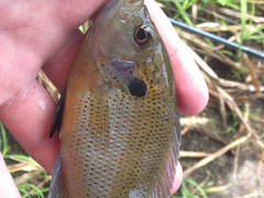 Lepomis punctatus