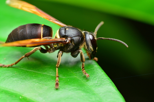 Vespa fervida · iNaturalist