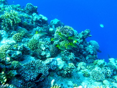 Lutjanus ehrenbergii