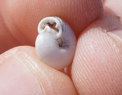 Daedalochila mooreana