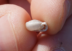 Daedalochila mooreana