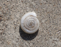 Daedalochila mooreana