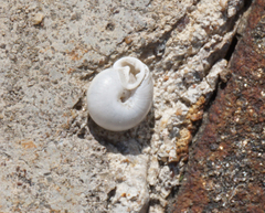 Daedalochila mooreana