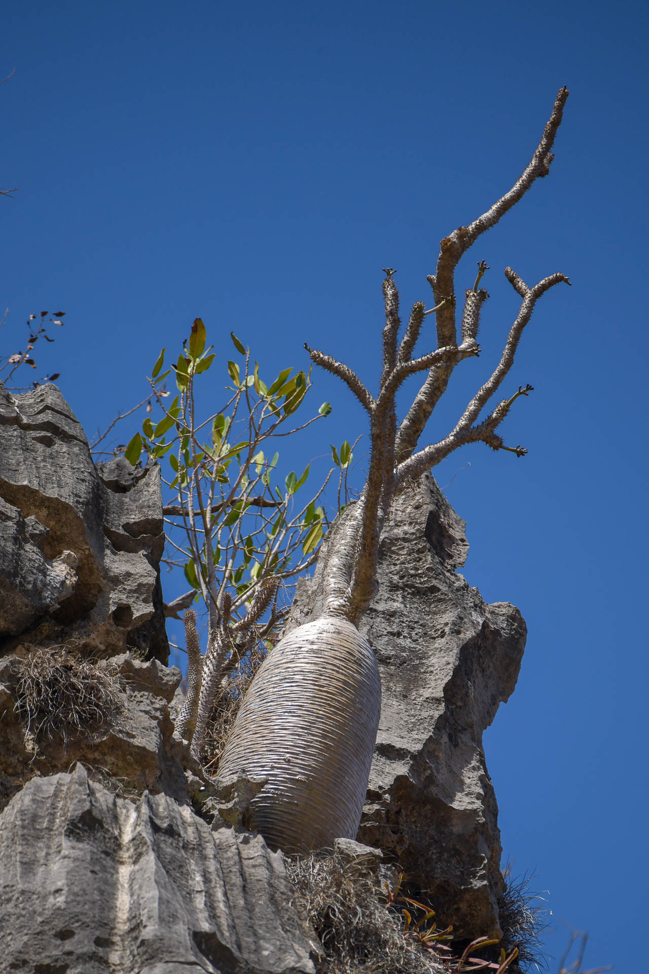 Imagem de Pachypodium
