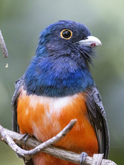Blue-Crowned Trogon photo 3