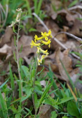 Corydalis micrantha