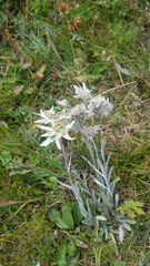 Leontopodium leontopodinum, photograph Urgamal Magsar, CC BY, iNaturalist via GBIF