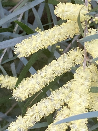 White Sally (Acacia floribunda)