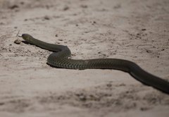Golden Liophis photo 4