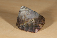 Tegula pulligo
