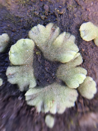Image of Blue Crystalwort (Riccia crystallina) by (c) Stephen Thorpe, some rights reserved (CC BY)
