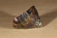 Tegula pulligo