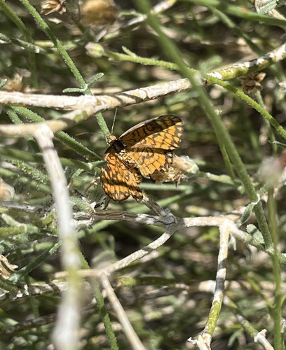 Tiny Checkerspot photo 4