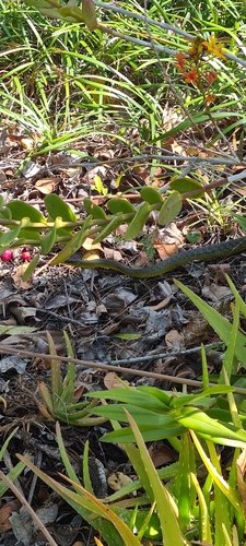 Common Tree Snake sighting
