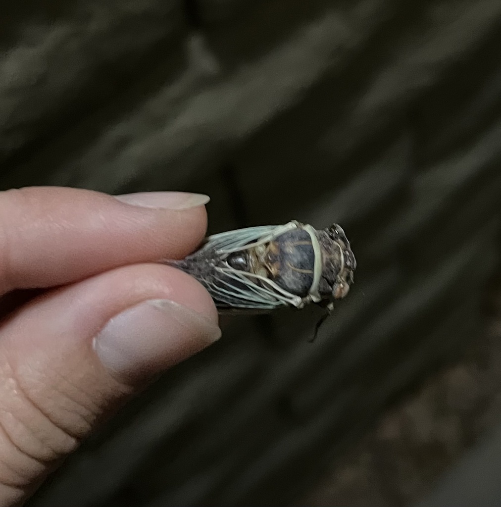 Citrus Cicada From S Castle Dome Ave Yuma AZ US On September 6 2023 citrus-cicada-from-s-castle-dome-ave-yuma-az-us-on-september-6-2023