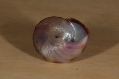 Tegula pulligo
