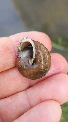 White-lip Globe Snail, Newton, KS, USA, photo 9 of 10