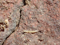Diplura