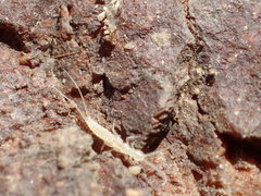 Diplura