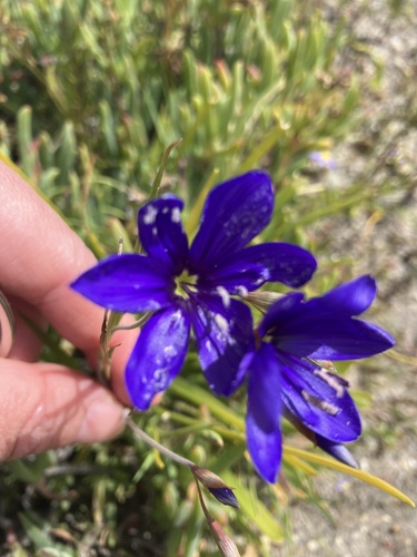 Geissorhiza lewisiae
