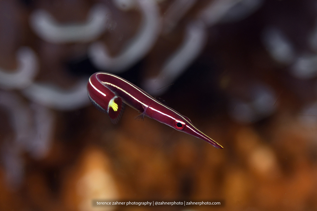 Urchin clingfish (Diademichthys lineatus) — Gobiesocidae