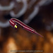 Striped Clingfish - Photo (c) terence zahner, some rights reserved (CC BY-NC), uploaded by terence zahner